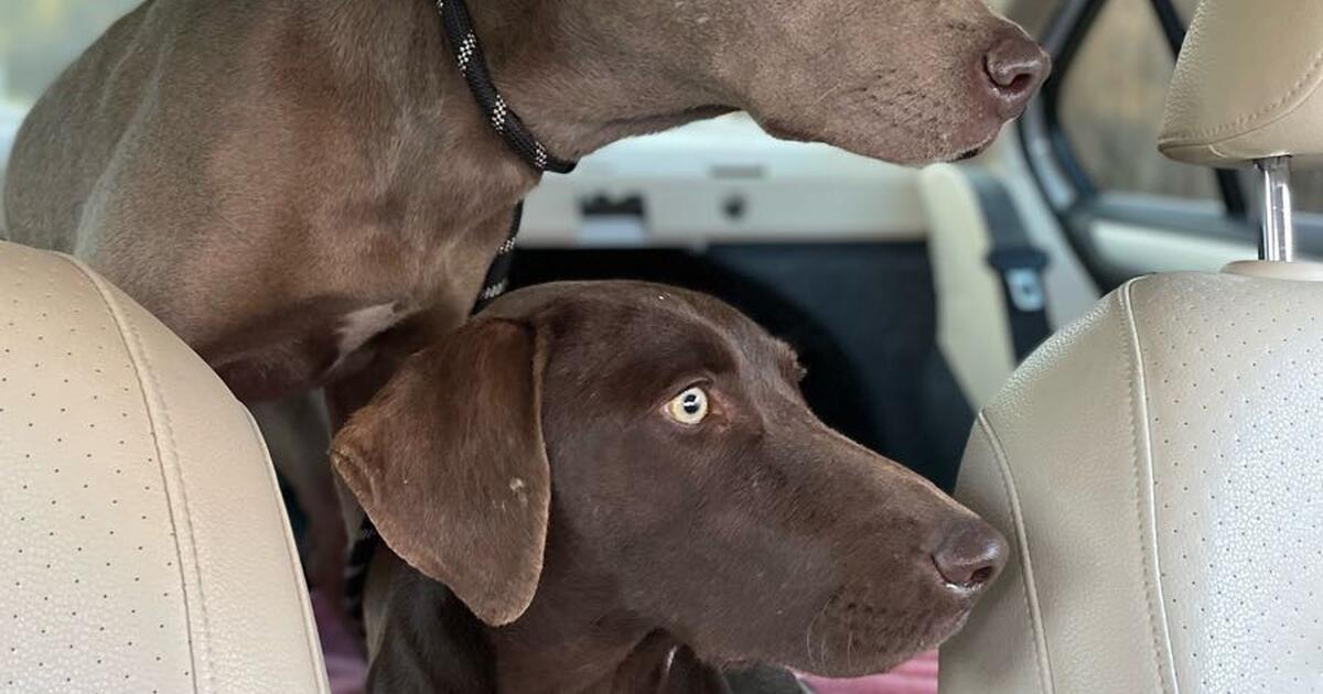 Weimaraner Dogs in need of a home! for Free in San Antonio, TX For