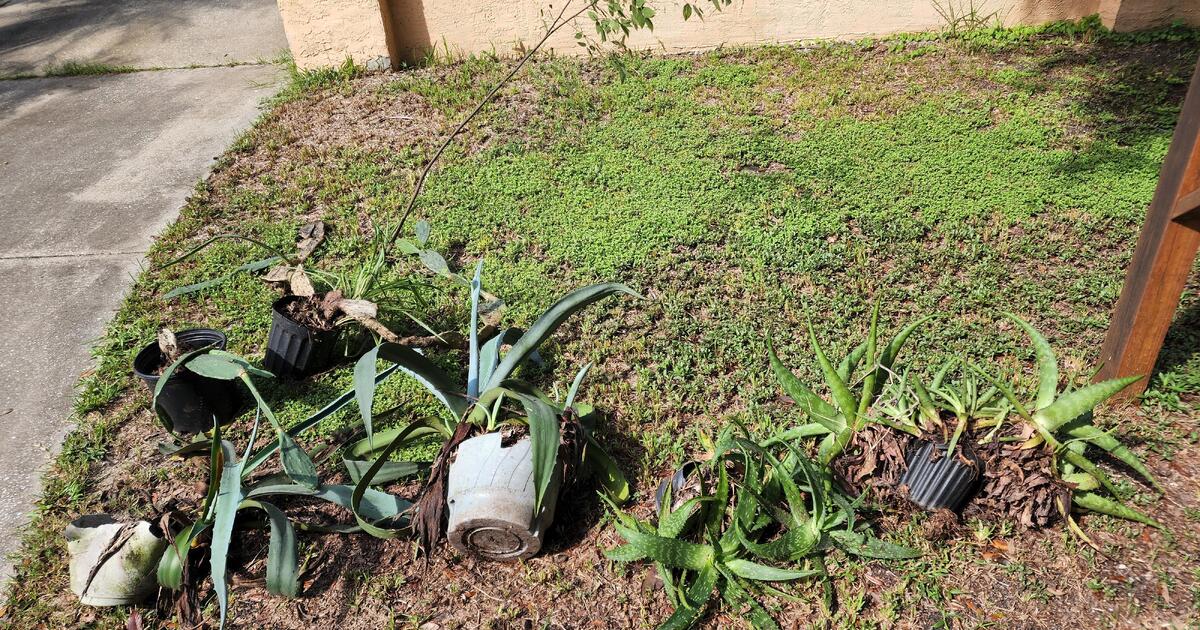 FREE PLANTS for Free in Edgewater, FL Finds — Nextdoor