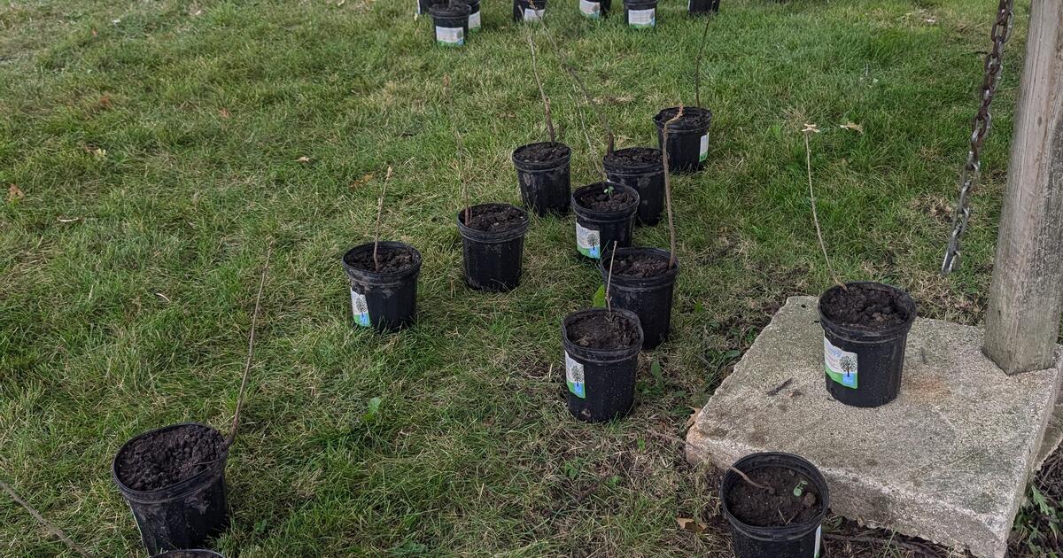 Young Oak Tree Seedlings in Pots for Free in Schaumburg, IL | For Sale ...