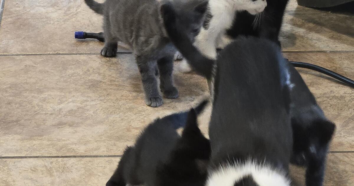 Free Kittens Las Vegas