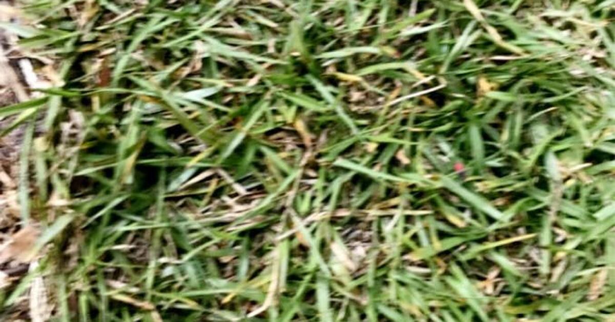 Bahía sod 18 pieces for 36 in Deland, FL For Sale & Free — Nextdoor