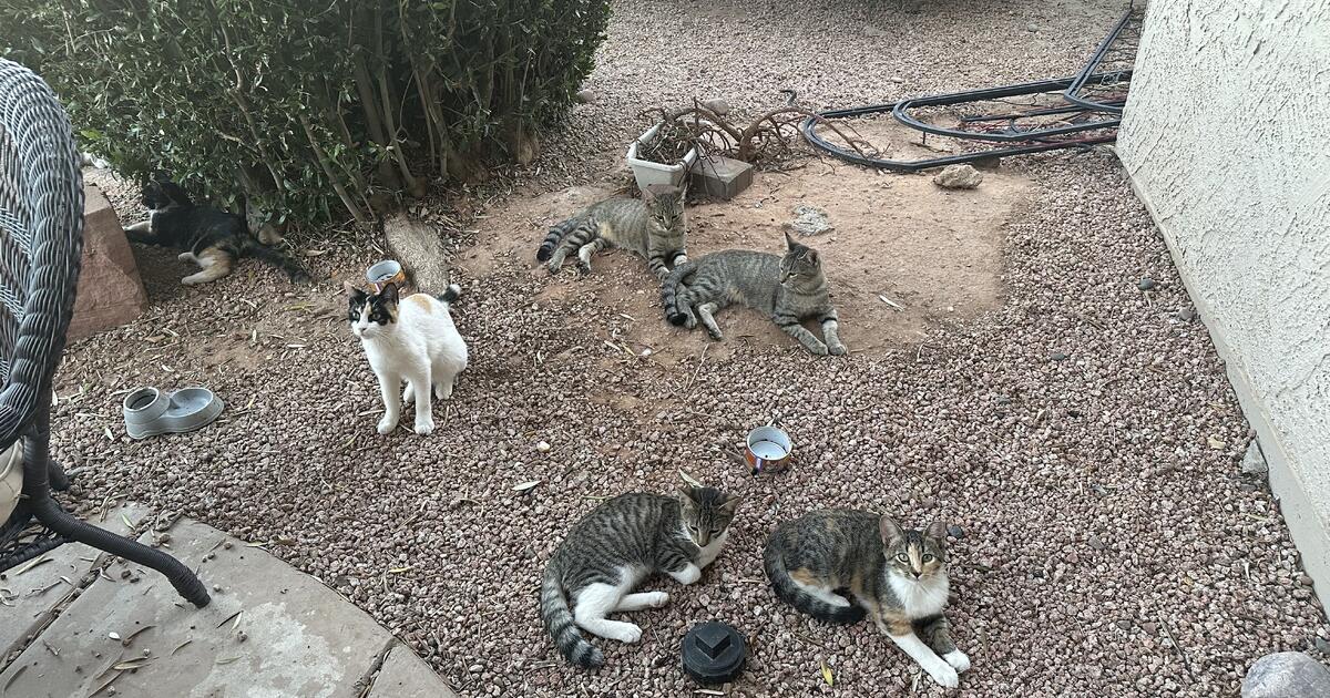 Fat Cats Movie Times Gilbert