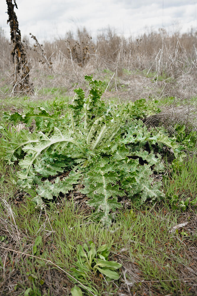 Idaho Noxious Weed Awareness Week Education Trailer Outreach (Ada