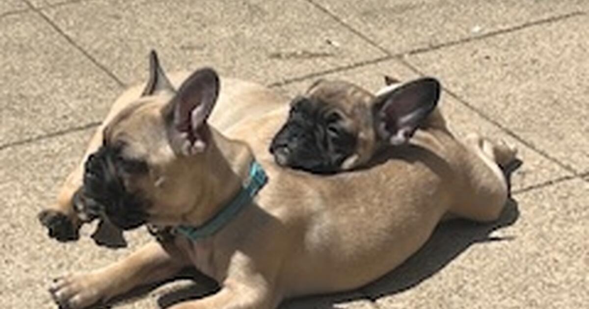 Frag Puppies (Frenchie dad and Pug mom) for Free in Los Angeles, CA