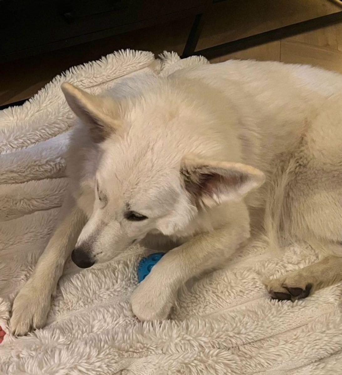 Vanavond rond 21:00 is onze oppas hond ontsnapt en weggerend in de buurt van het Mina Kruzeman-erf/ Johanna Nabur-erf of Henriette Roland Holsterf.