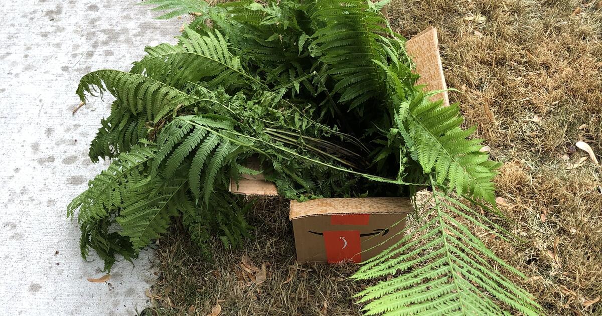 Outdoor Ferns for Sale for 1 in East Lansing, MI Finds — Nextdoor