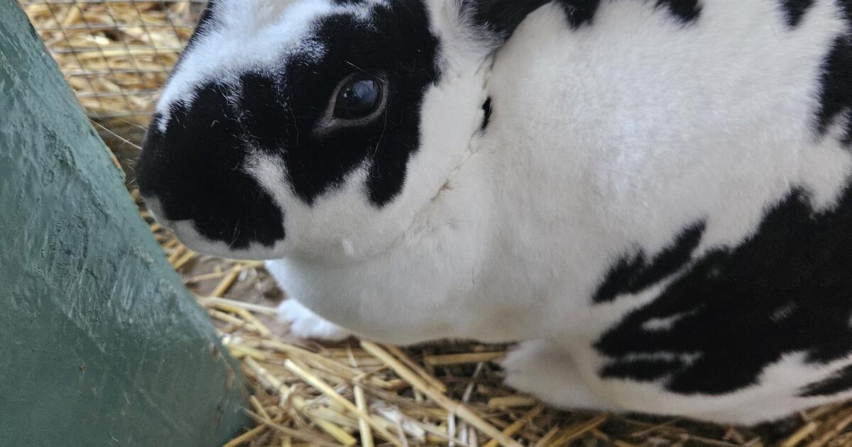 Mini Rex/ Velveteen Rabbit for $75 in Portsmouth, VA | For Sale & Free ...