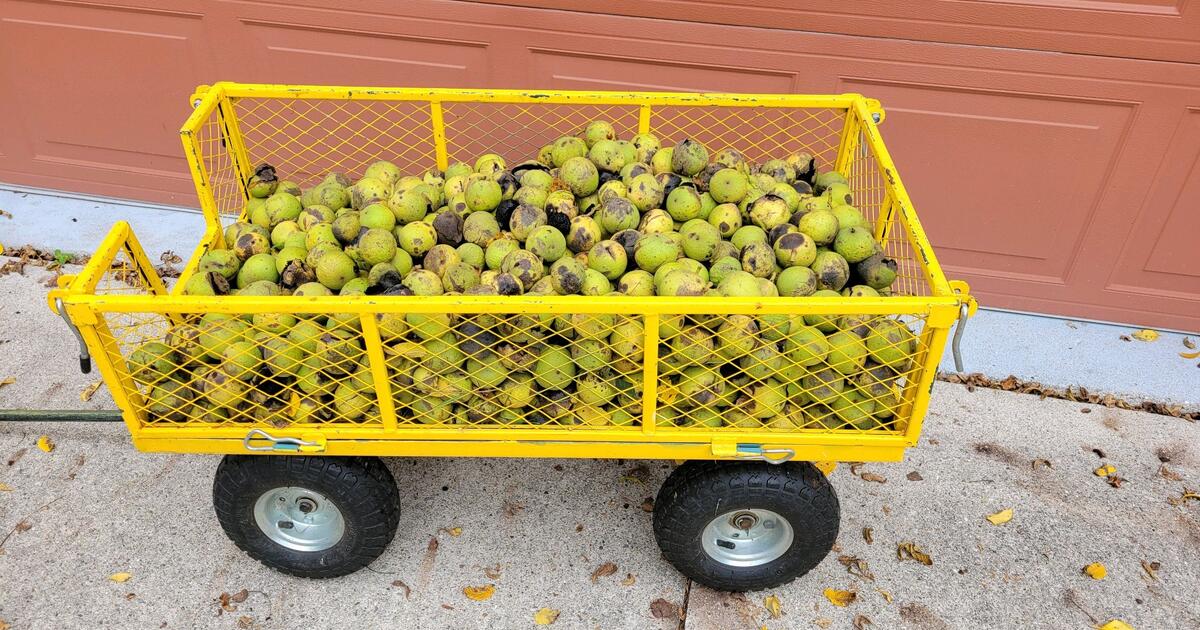 Large Black Walnuts for Free in Troy, MI For Sale & Free — Nextdoor