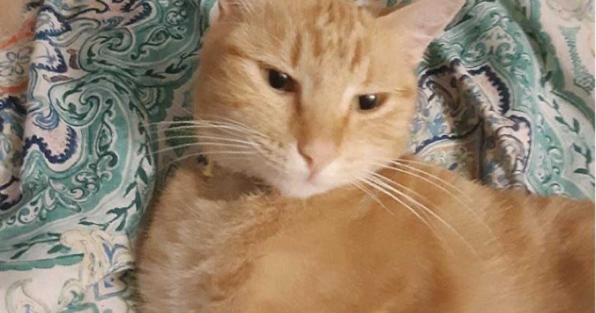 orange-tabby-female-cat-for-rehoming-for-10-in-waco-tx-for-sale