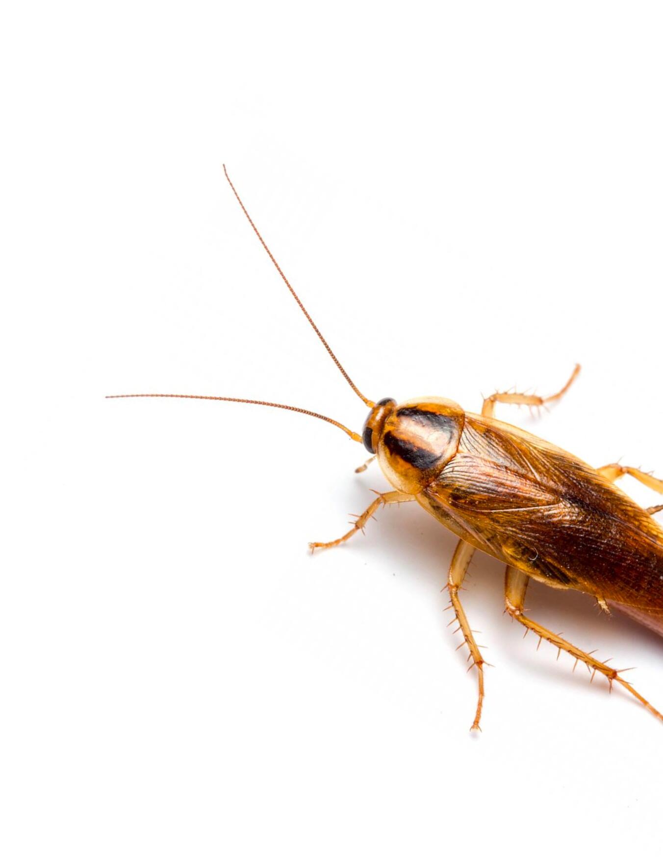 Pest Control Service for 67 in Huntersville, NC For Sale & Free — Nextdoor