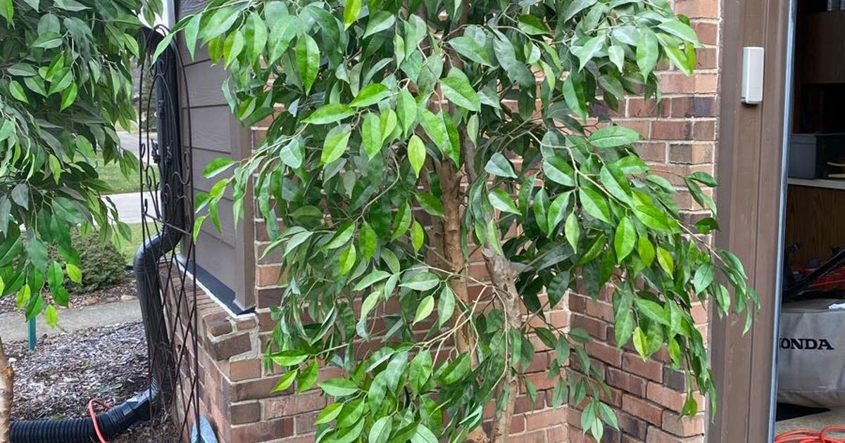 Silk ficus trees for Free in Northville, MI For Sale & Free — Nextdoor