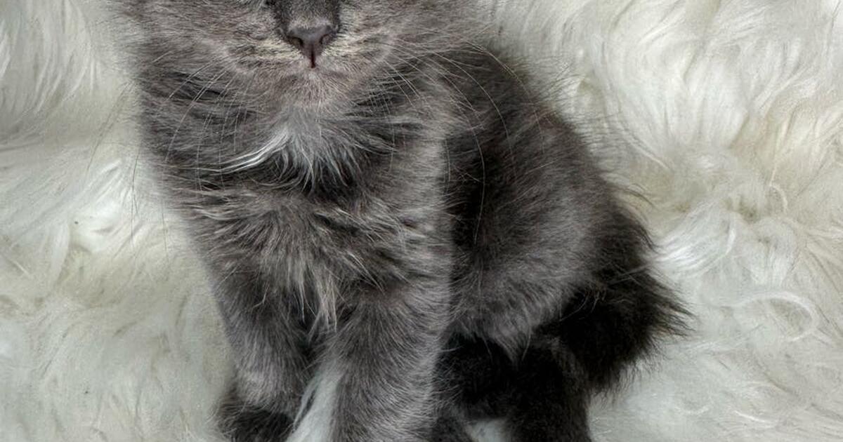 Kittens for 1 in Portland, OR For Sale & Free — Nextdoor
