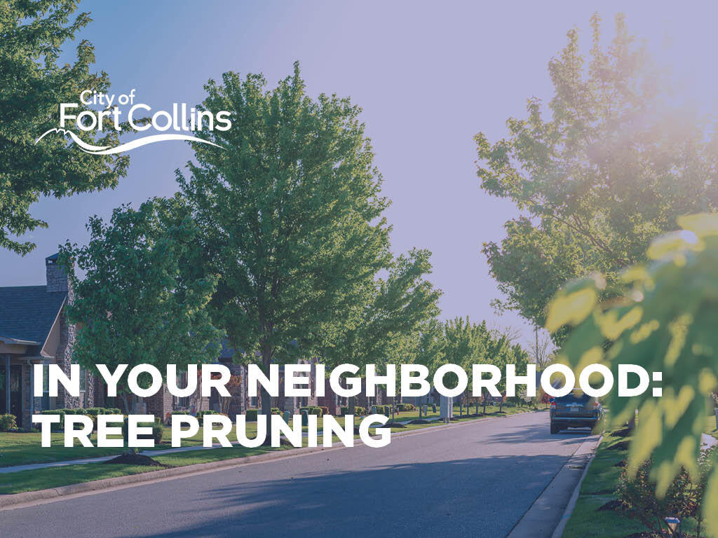 Tree Pruning in Your Neighborhood City of Fort Collins crews will be