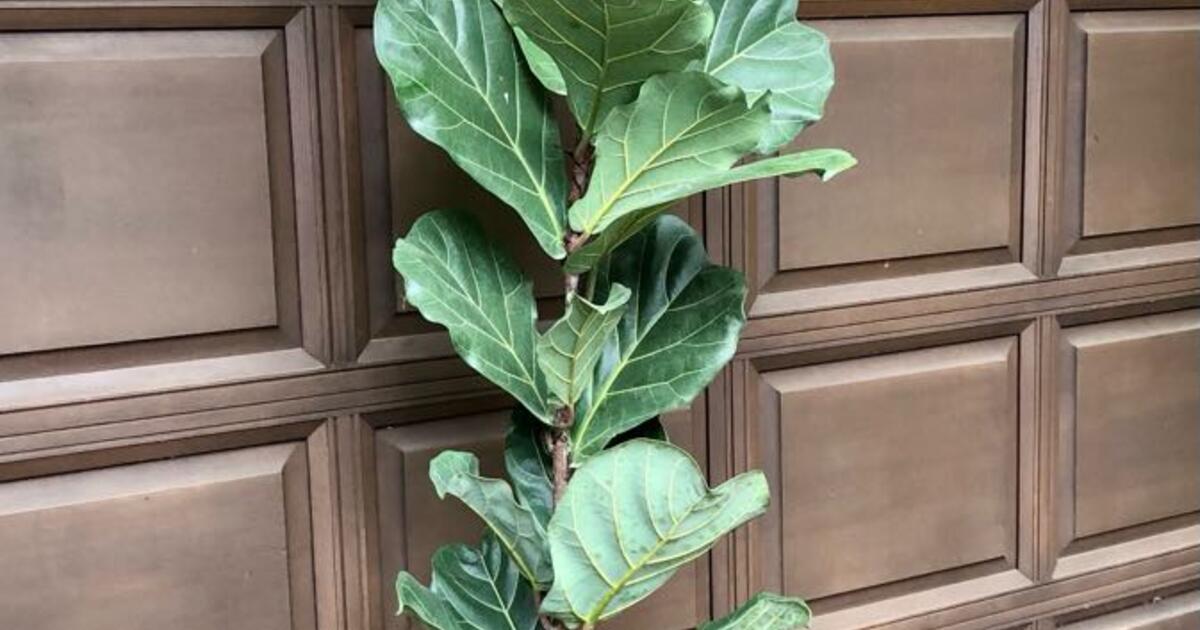 fiddle-leaf-fig-over-7-feet-tall-for-100-in-minnetonka-mn-finds