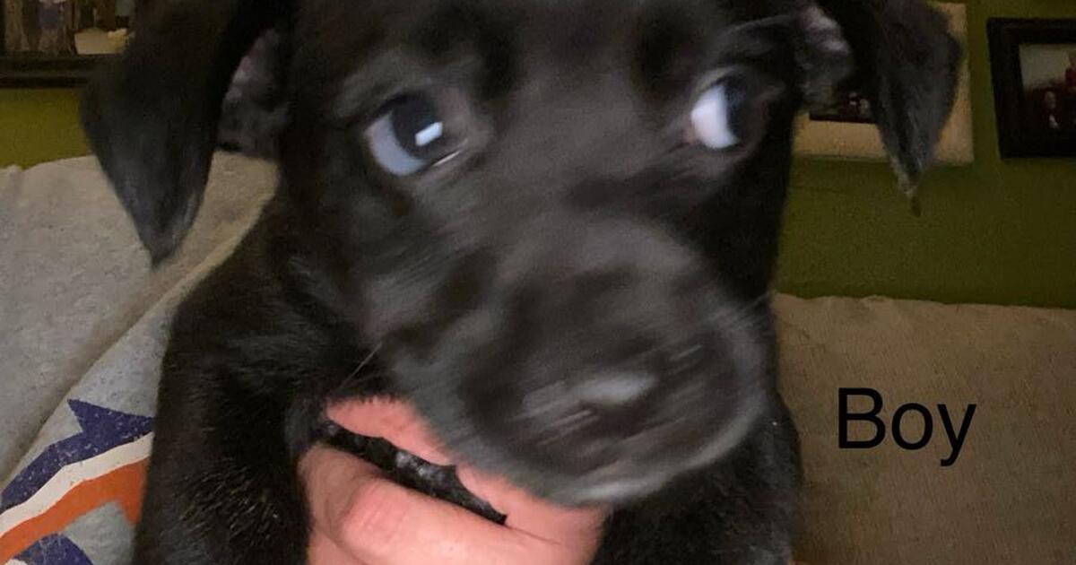 Small rehoming fee to good home! Puppies for Free in Millington, TN