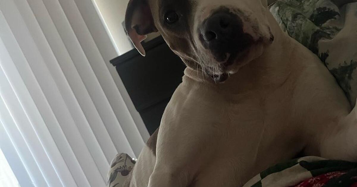 Cute dogs for sale (3yrs. old) for $600 in Greer, SC | For Sale & Free ...