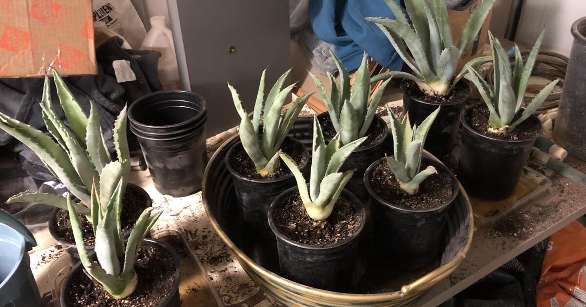 Century Plant Agaves for 10 in Las Vegas, NV Finds — Nextdoor
