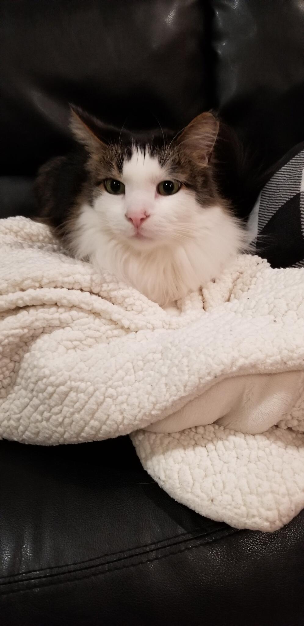 Need To Rehome 2 Adult Cats for Free in Howell, MI For Sale & Free