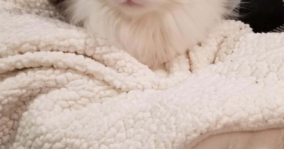 Need To Rehome 2 Adult Cats for Free in Howell, MI For Sale & Free