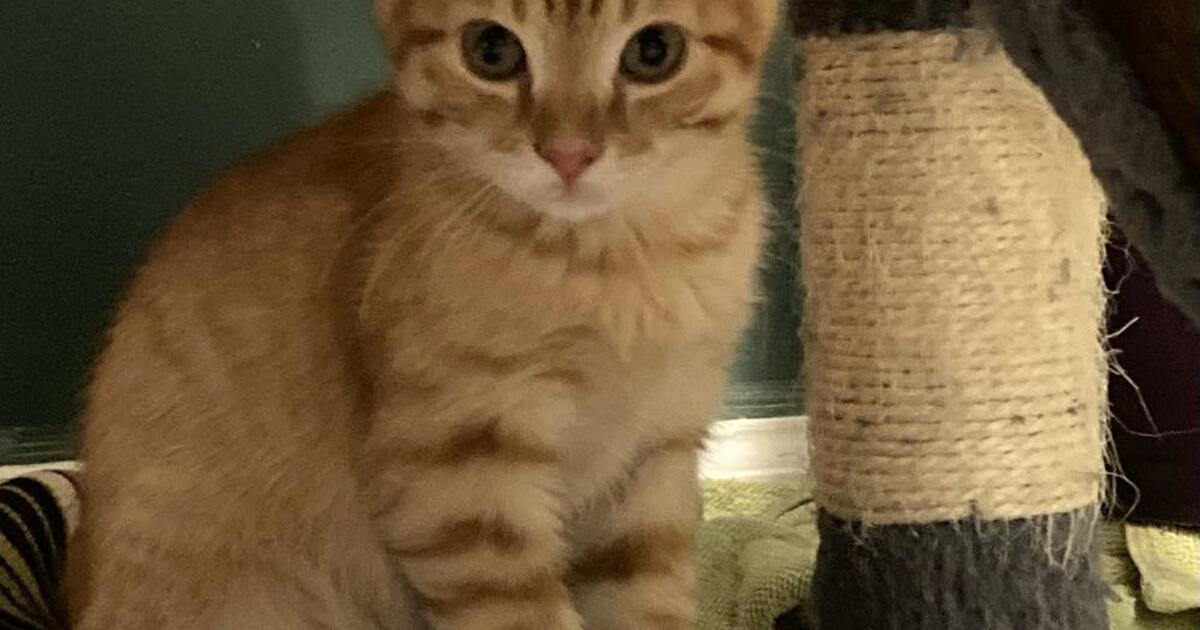 3 Adorable Kittens for Free in Greenville, SC For Sale & Free — Nextdoor