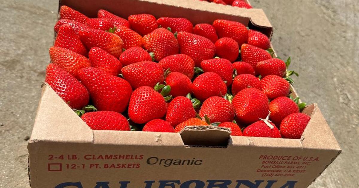 Organic non GMO strawberries for $30 in Murrieta, CA | For Sale & Free ...