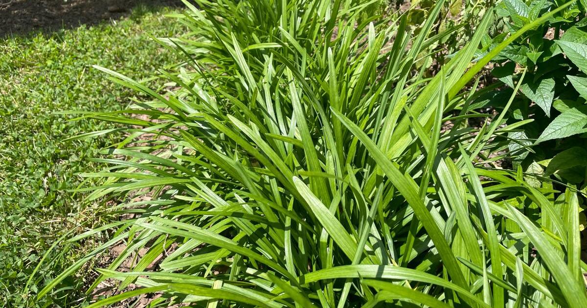 FREE ORNAMENTAL GRASSES for Free in Lexington, KY For Sale & Free