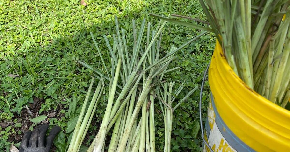 Lemongrass plants 🪴 for 2 in Parkland, FL For Sale & Free — Nextdoor
