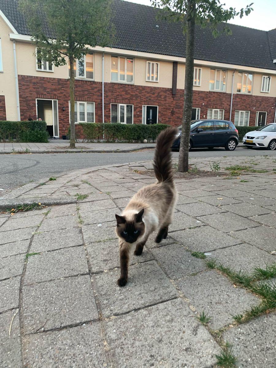 🐈‍⬛🐈🐈‍⬛🐈🐈‍⬛🐈 ❗️❗️❗️❗️❗️❗️❗️❗️❗️❗️❗️❗️❗️ Hoi, Deze “leuke kat” loopt in de buurt, misschien is iemand hem/haar kwijt!