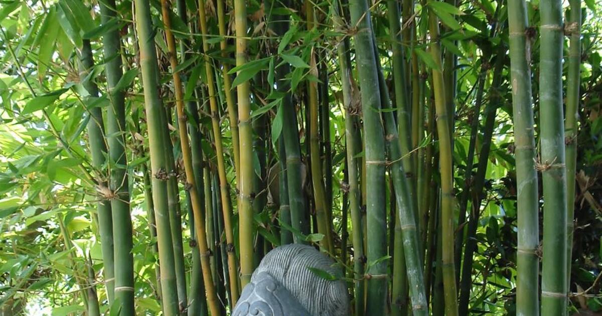 Giant timber clumping bamboo for 100 in Atlanta, GA For Sale & Free