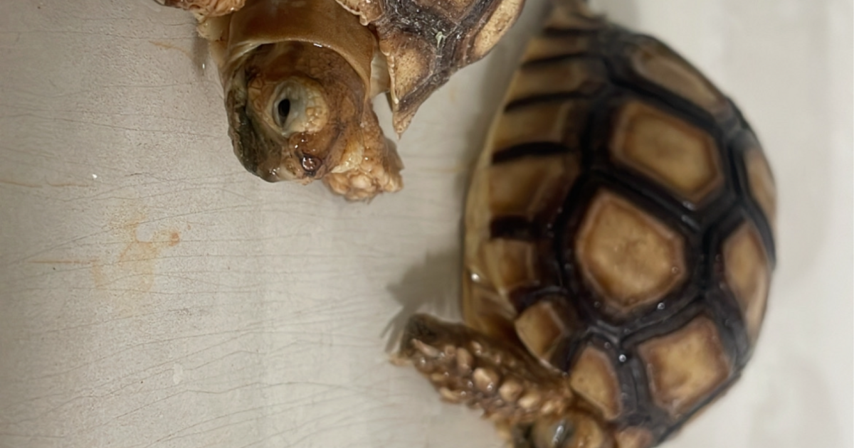 1 year old sulcata tortoises 4sale for $50 in Phoenix, AZ | For Sale ...