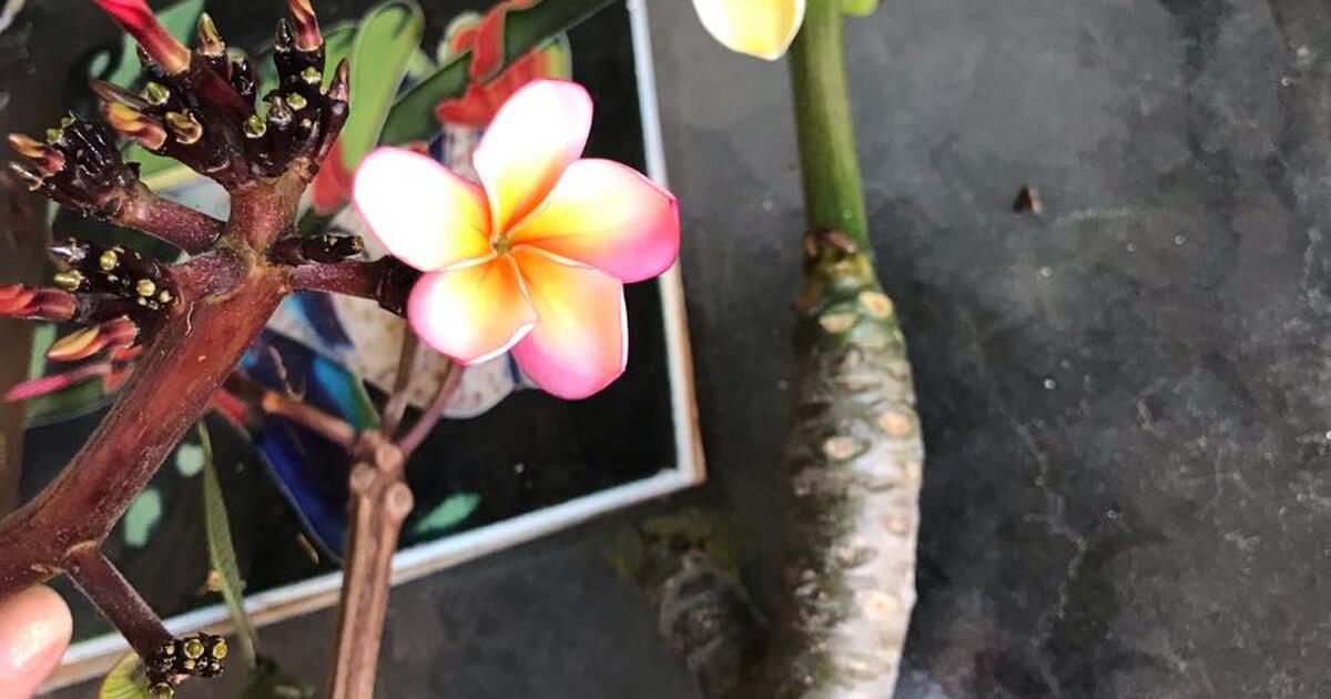 Plumeria flower Leis for 30 in Huntington Beach, CA For Sale & Free