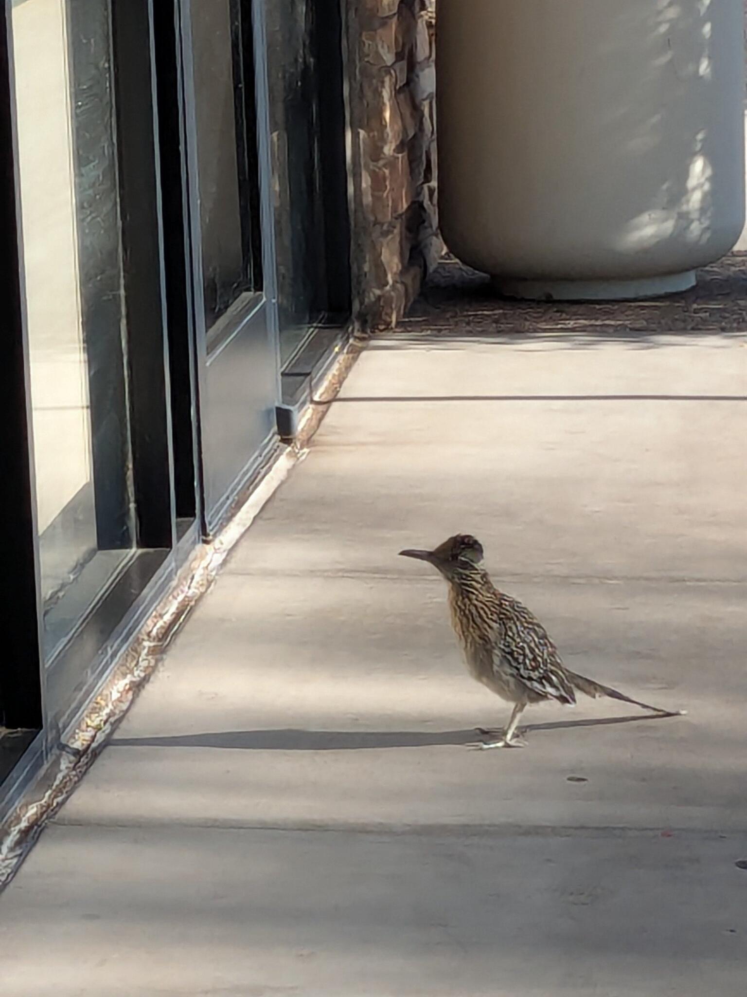 Compounded Medications Roadrunner Veterinary Pharmacy Scotwood