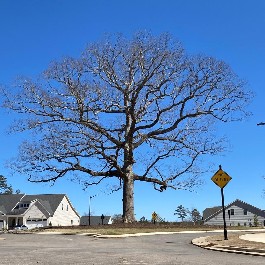 “Live Oaks Oak” crowned 2023 Tree of the Year (Town of Wake Forest