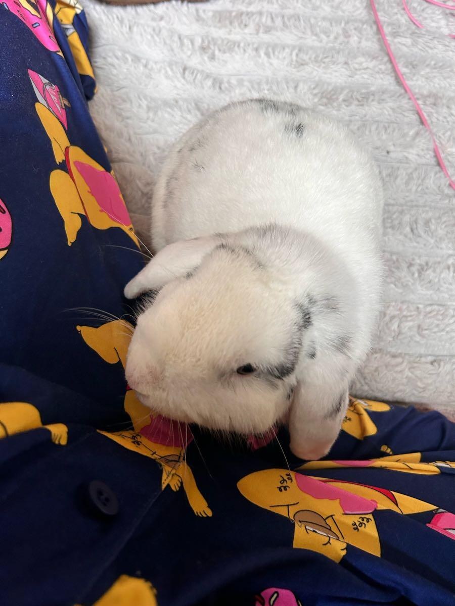 Free bunny 🐰