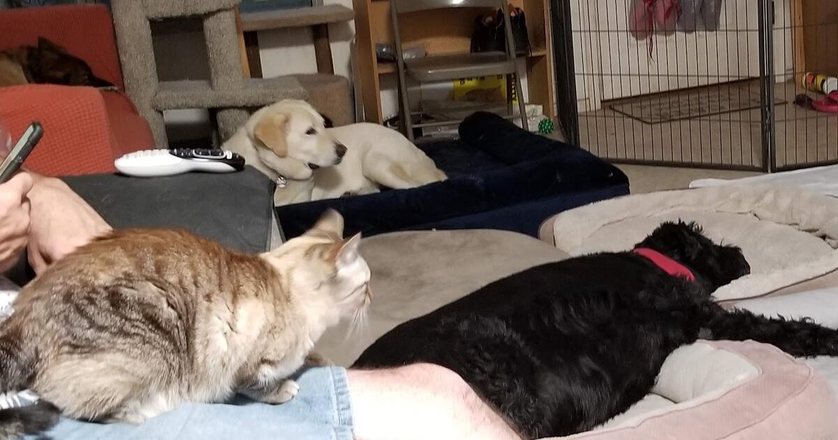 Do you need DOG BOARDING OR DAYCARE? for Free in Goodyear, AZ Finds