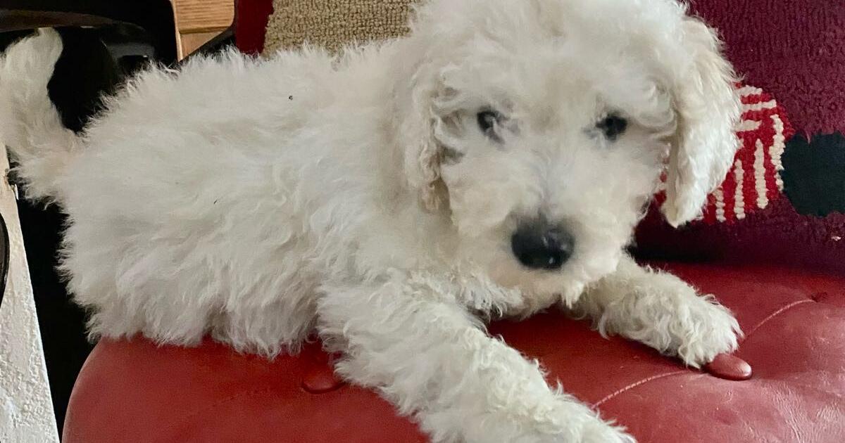 Goldendoodles for 500 in Milton, FL Finds — Nextdoor