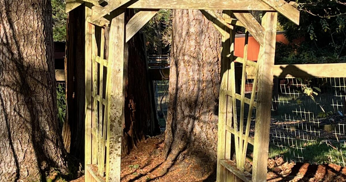 Arbor/Trellis for Free in Kingston, WA For Sale & Free — Nextdoor