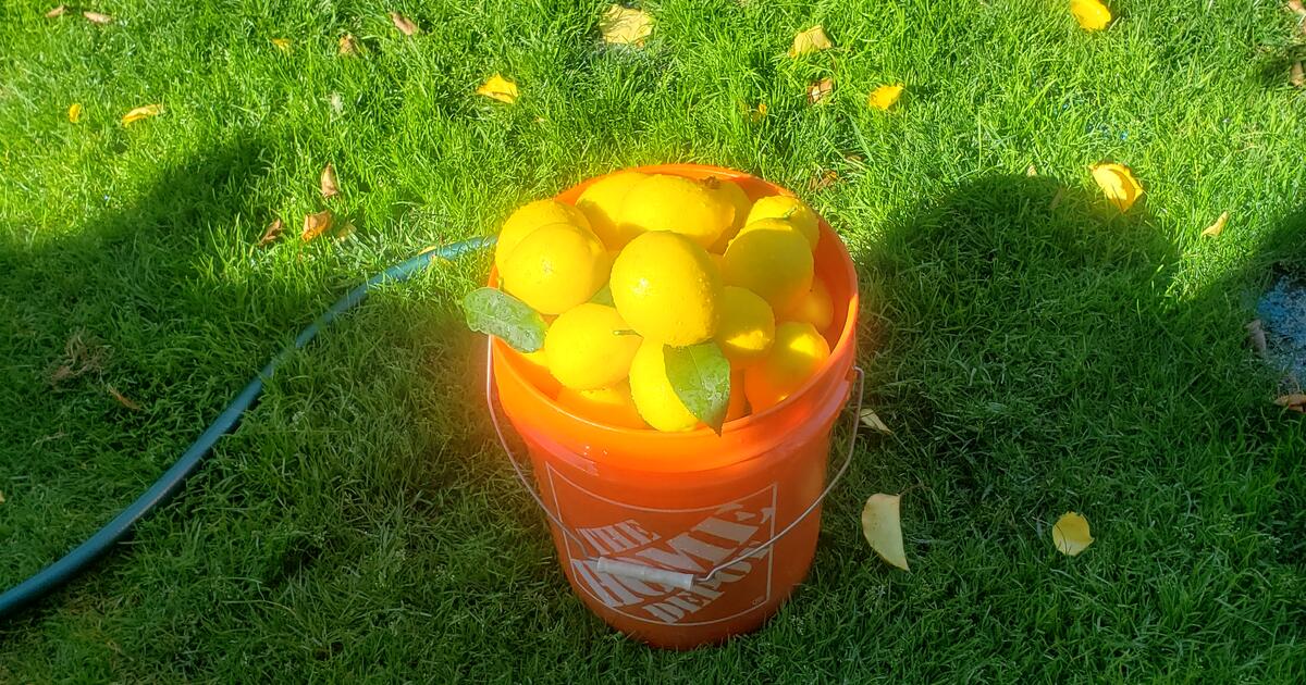 Free Meyer Lemons 🍋 for Free in Fairfield, CA Finds — Nextdoor