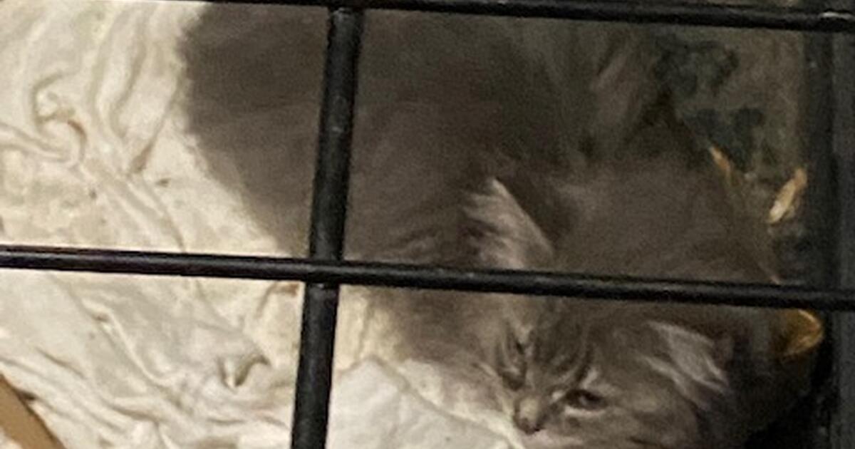 FOUND KITTEN for Free in Greensboro, NC For Sale & Free — Nextdoor