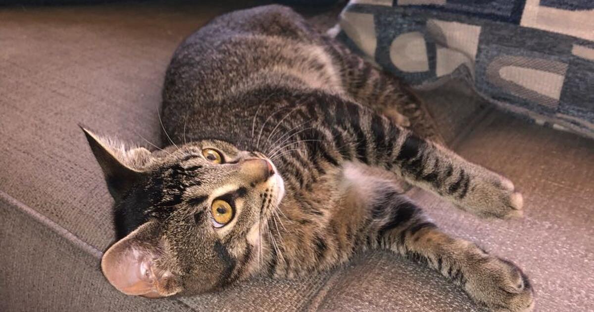 Have to give away my cat for Free in Valrico, FL For Sale & Free — Nextdoor