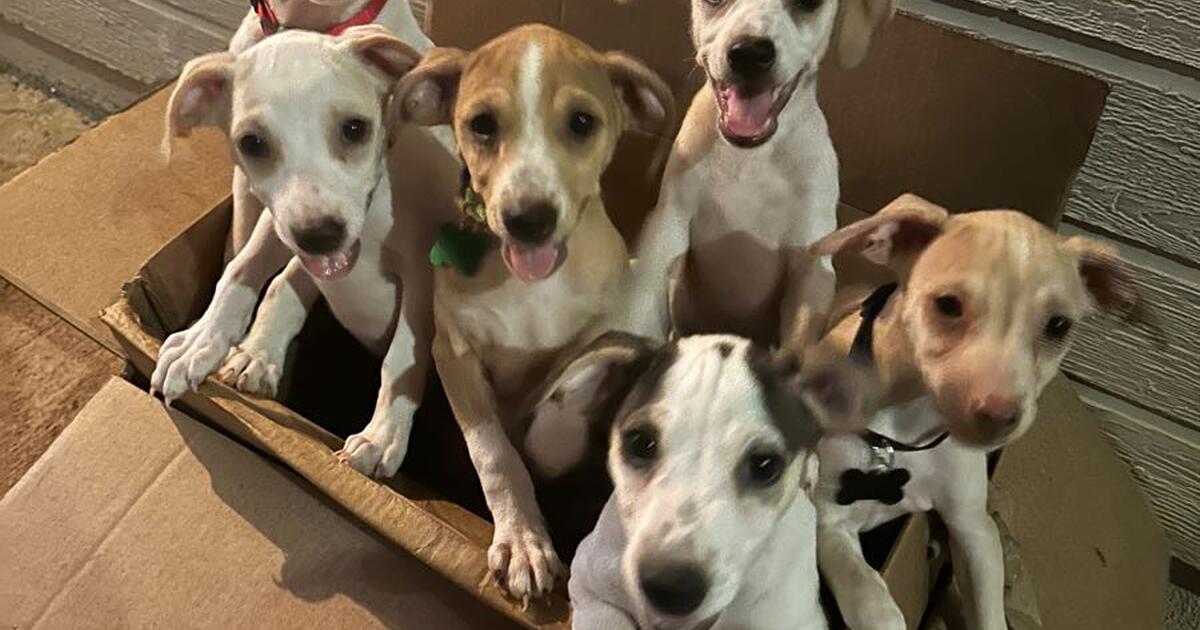 Rehoming puppies for Free in Ewa Beach, HI Finds — Nextdoor