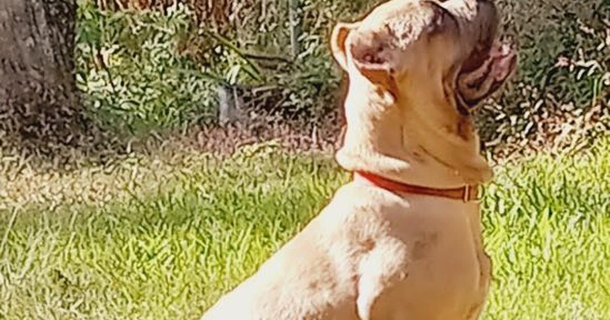 Dogs to good home in houston tx finds nextdoor