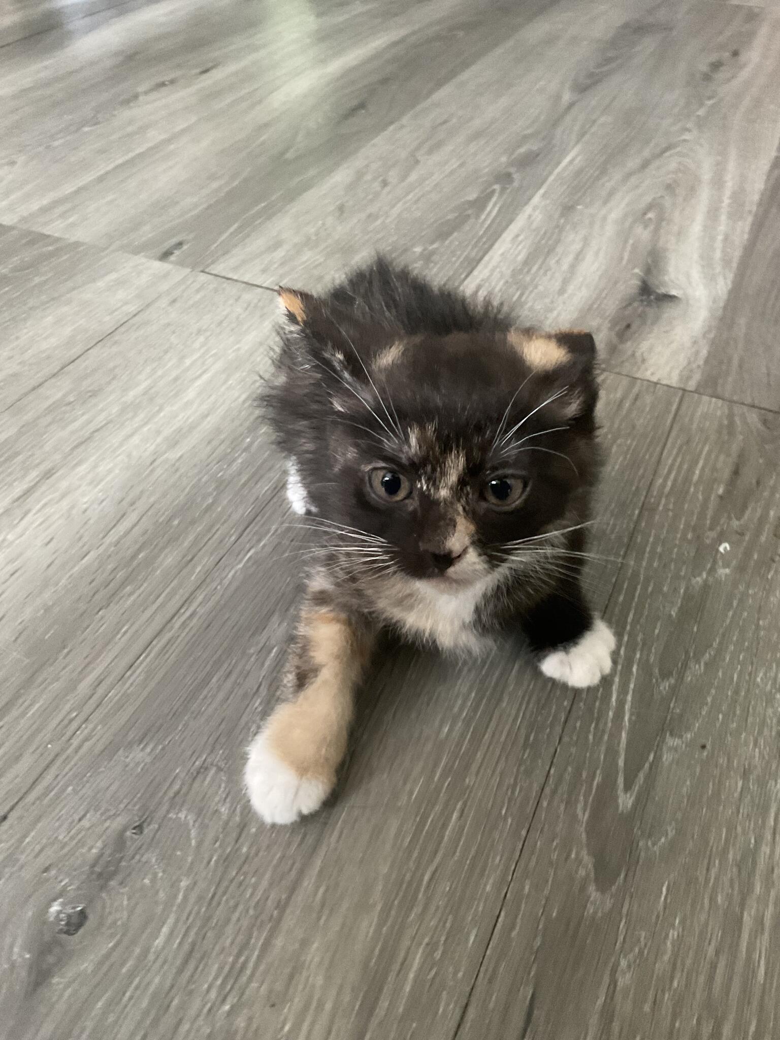 Kittens in Layton, UT For Sale & Free — Nextdoor