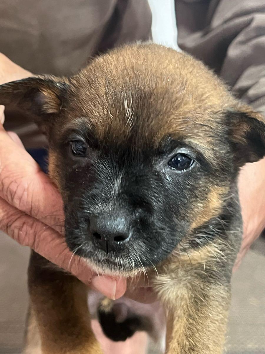 5 puppies need at home. Mix Red and Blue Heeler for Free in Spring, TX