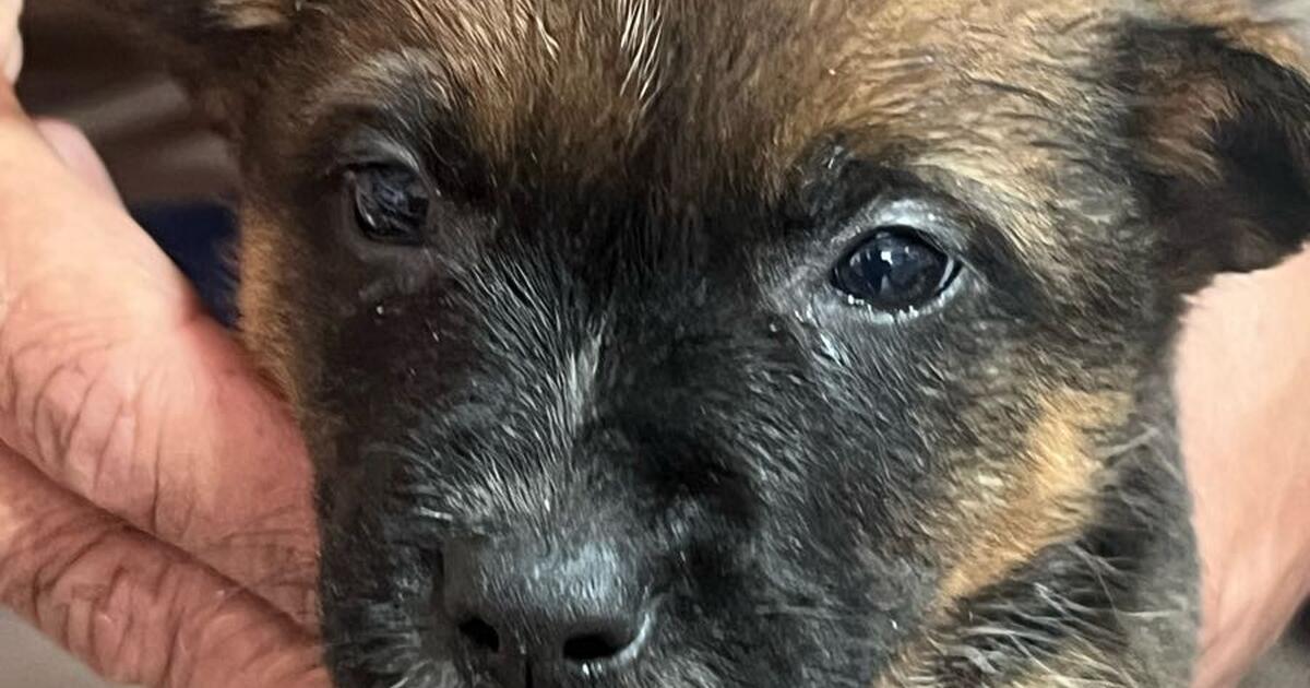 5 puppies need at home. Mix Red and Blue Heeler for Free in Spring, TX