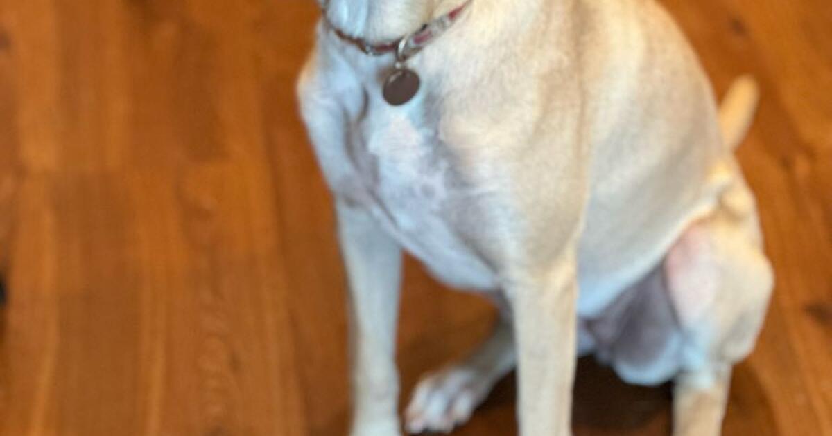 Puppy for Free in Montgomery, TX For Sale & Free — Nextdoor