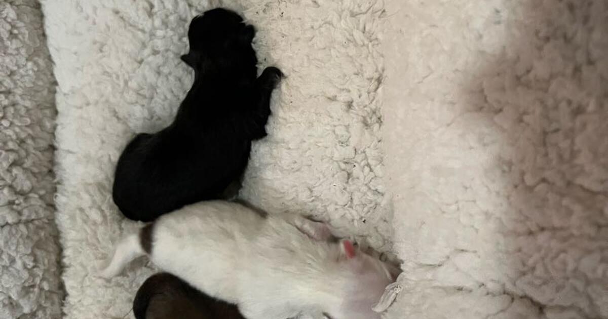 Puppies for 123456789 in Myrtle Beach, SC Finds — Nextdoor