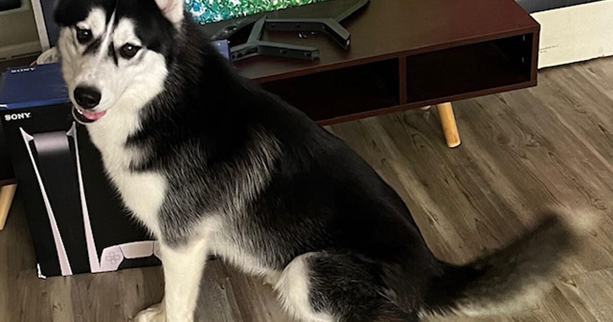 REHoming in Hudson, OH For Sale & Free — Nextdoor