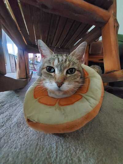 PetSmart Austin TX Nextdoor