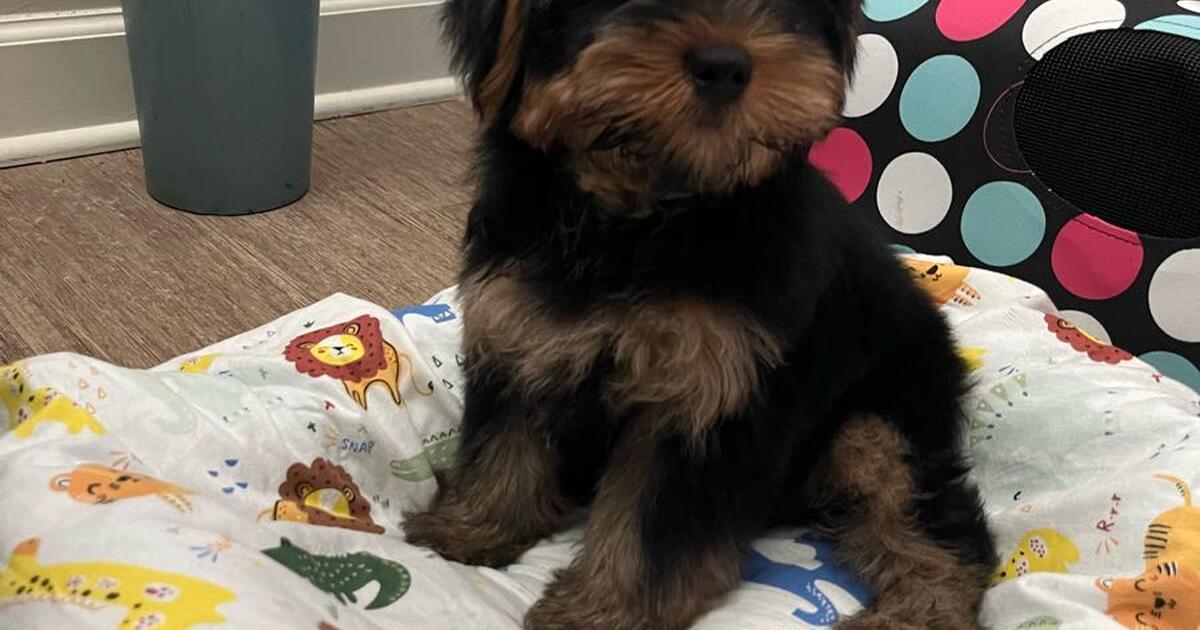 Yorkie male for $1000 in Raleigh, NC | For Sale & Free — Nextdoor